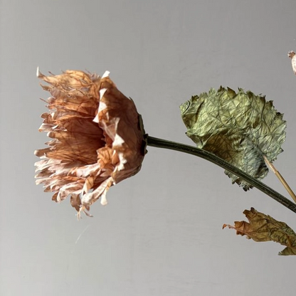 Vintage Rust Poppy