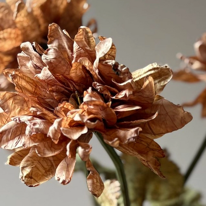 Rust Dahlia Stem