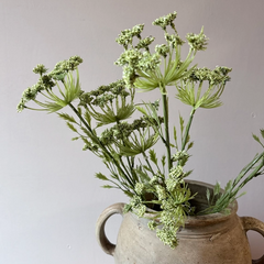Cow Parsley Stem