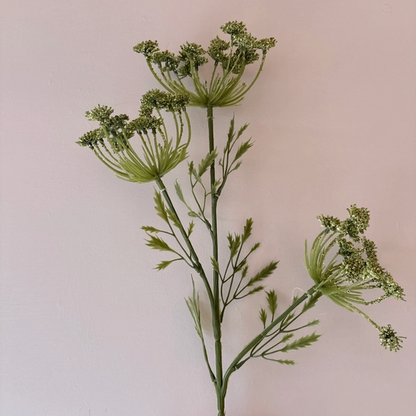 Cow Parsley Stem