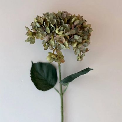 Sage Green Hydrangea