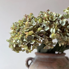 Sage Green Hydrangea