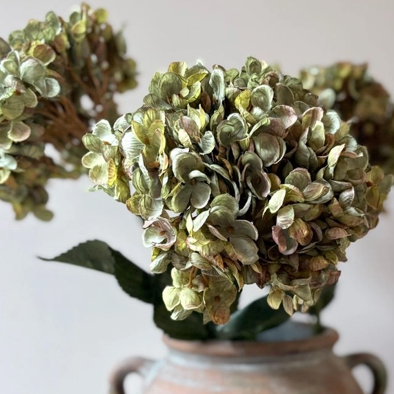Sage Green Hydrangea