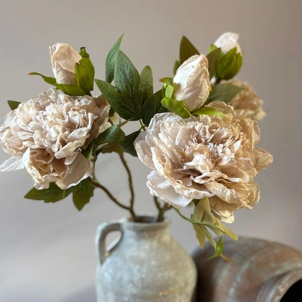 Blooming Peony Stem