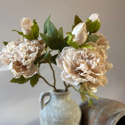 Blooming Peony Stem