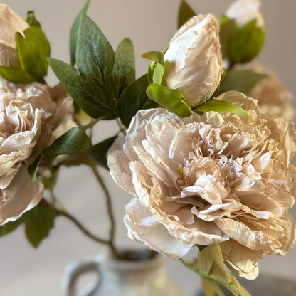 Blooming Peony Stem
