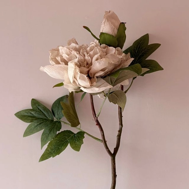 Blooming Peony Stem