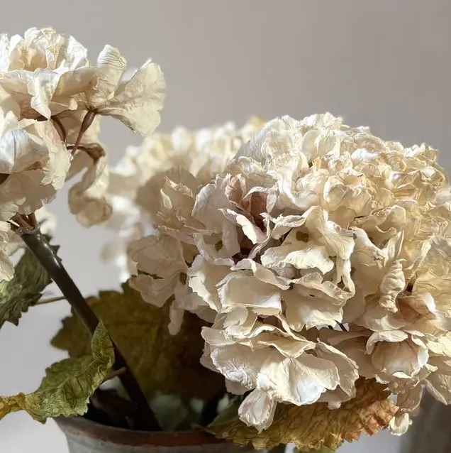 Vintage White Hydrangea