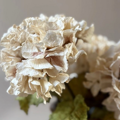 Vintage White Hydrangea