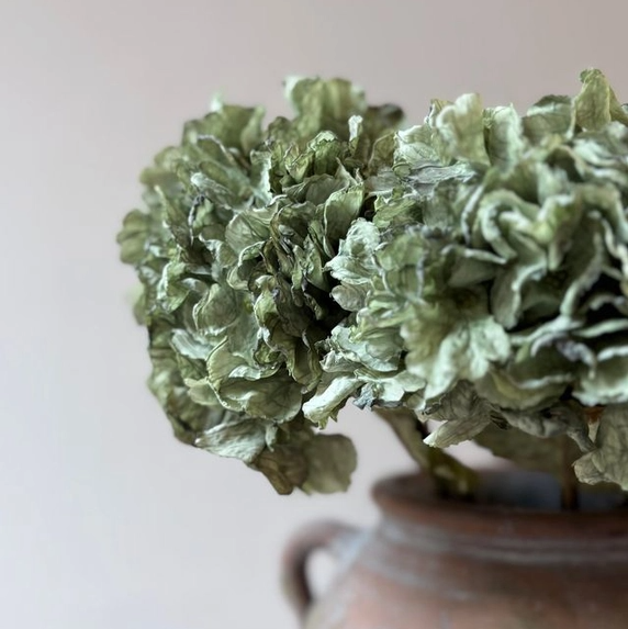 Vintage Green Hydrangea