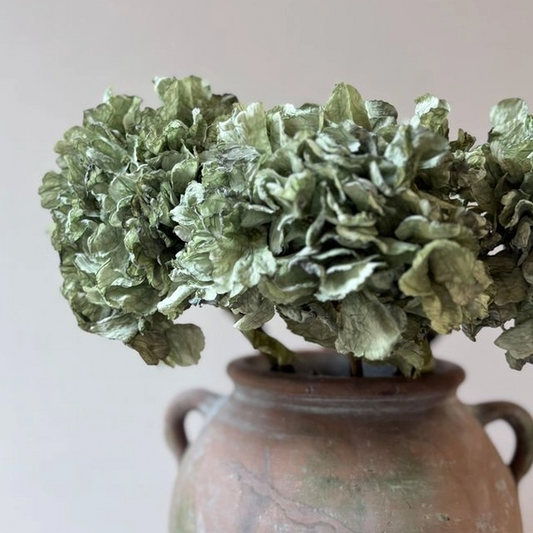 Vintage Green Hydrangea