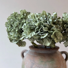 Vintage Green Hydrangea