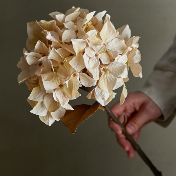 Natural Hydrangea Stem - Design Vintage