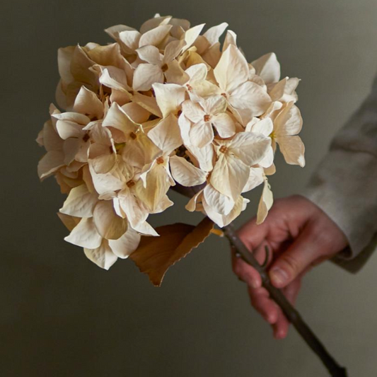 Natural Hydrangea Stem - Design Vintage
