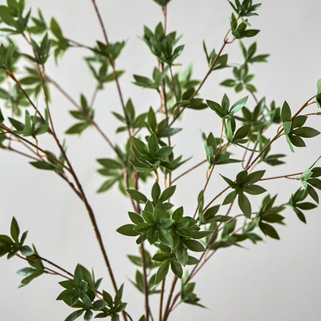Green Japonica Branch