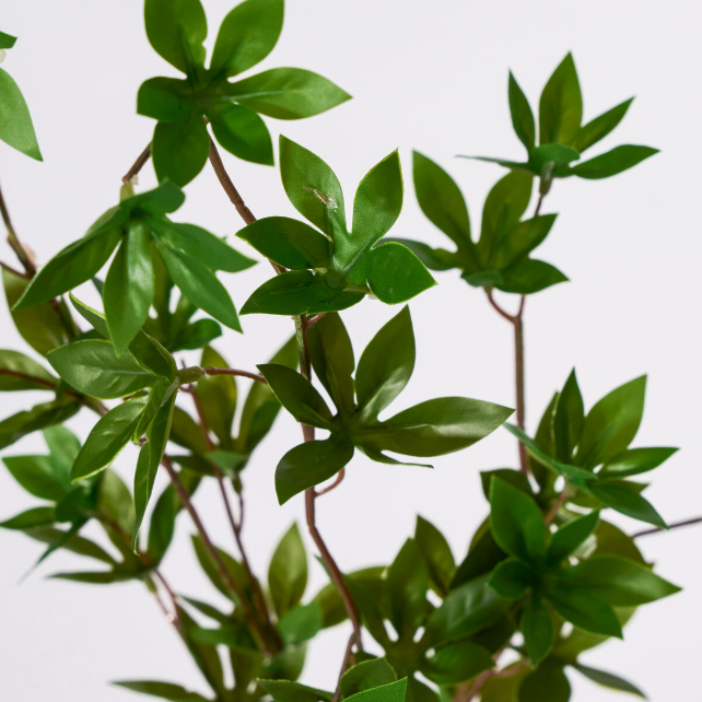 Green Japonica Branch
