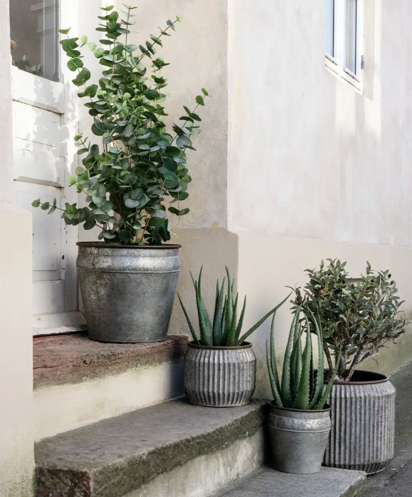Set of Tapered Iron Planters - Design Vintage