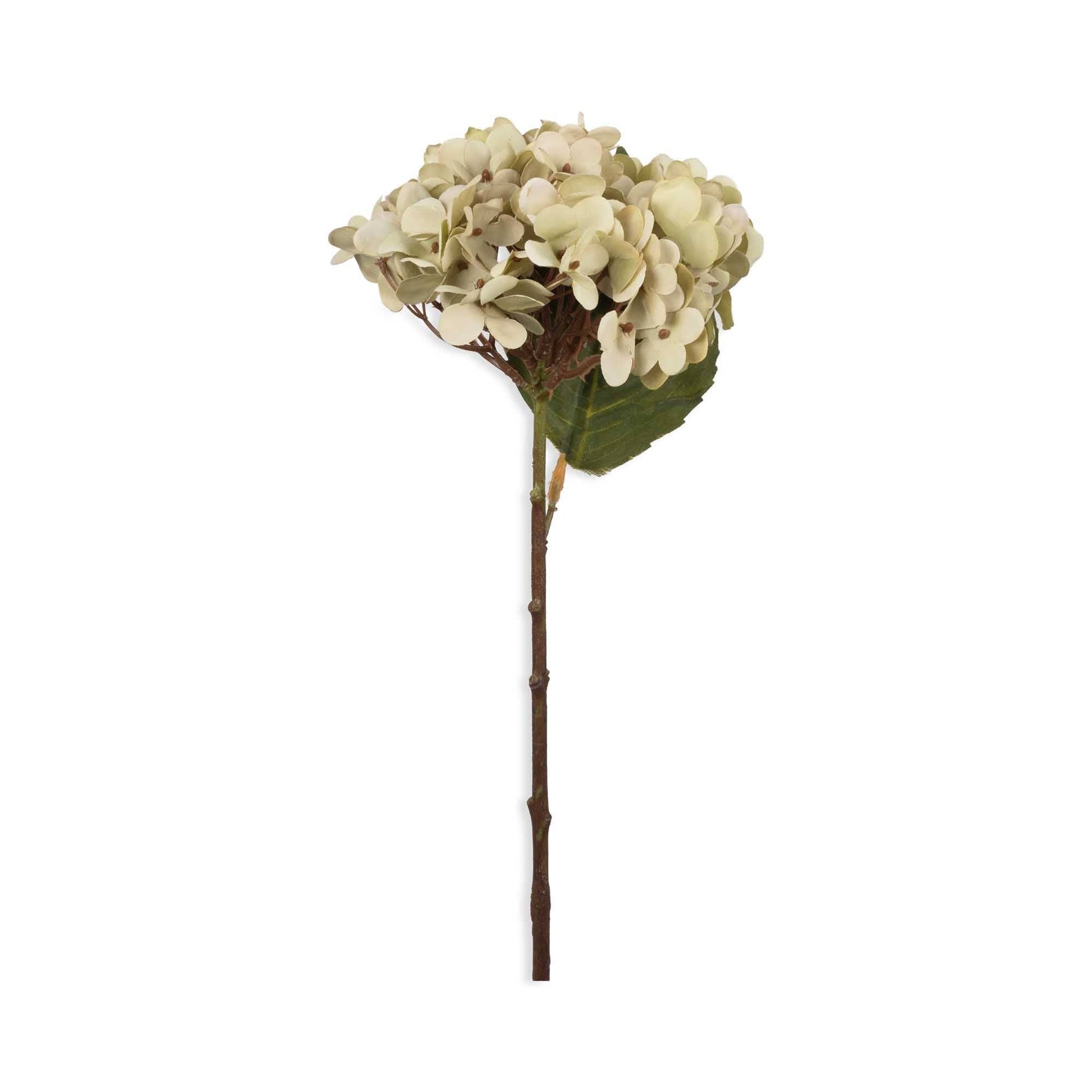Soft Green Hydrangea - Design Vintage