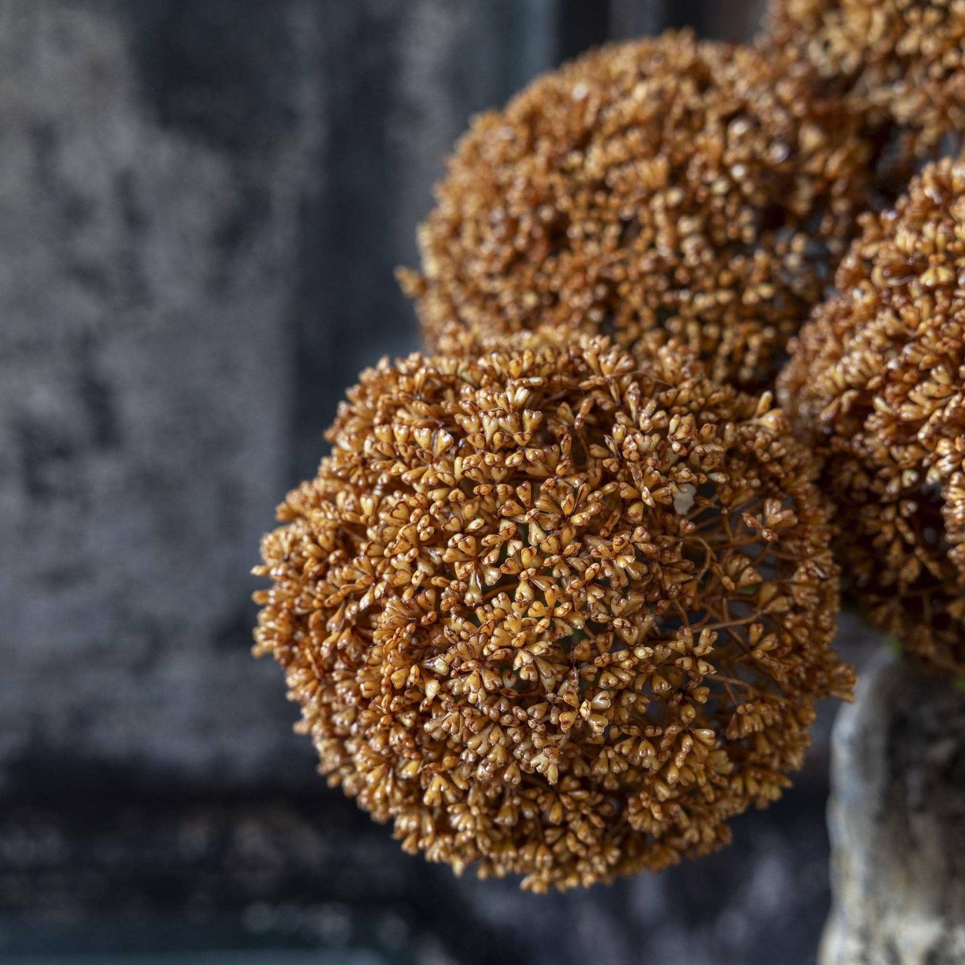 Umber Allium Stem - Design Vintage