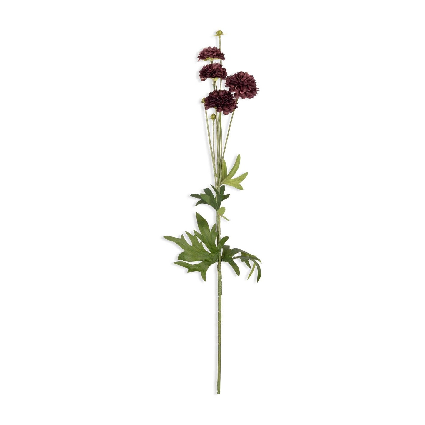 Dark Clove Stem