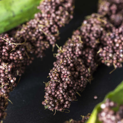 Rice Flower Stem