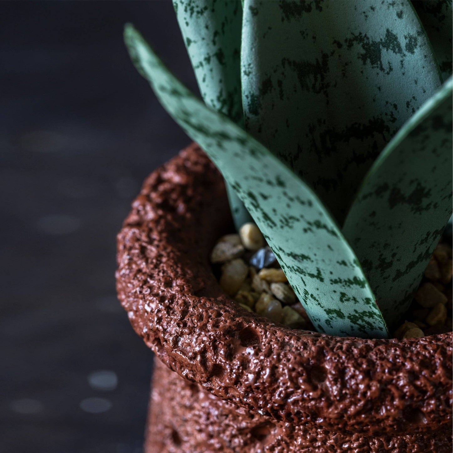 Potted Snake Plant