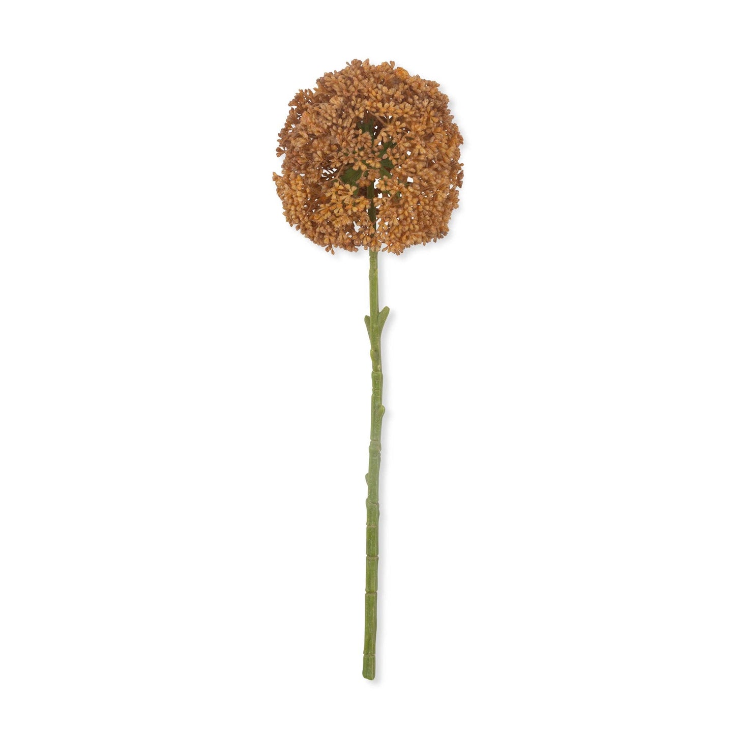 Umber Allium Stem - Design Vintage
