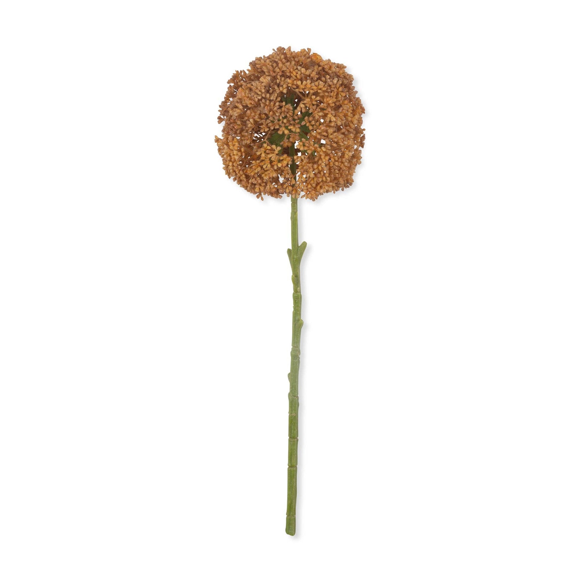 Umber Allium Stem - Design Vintage