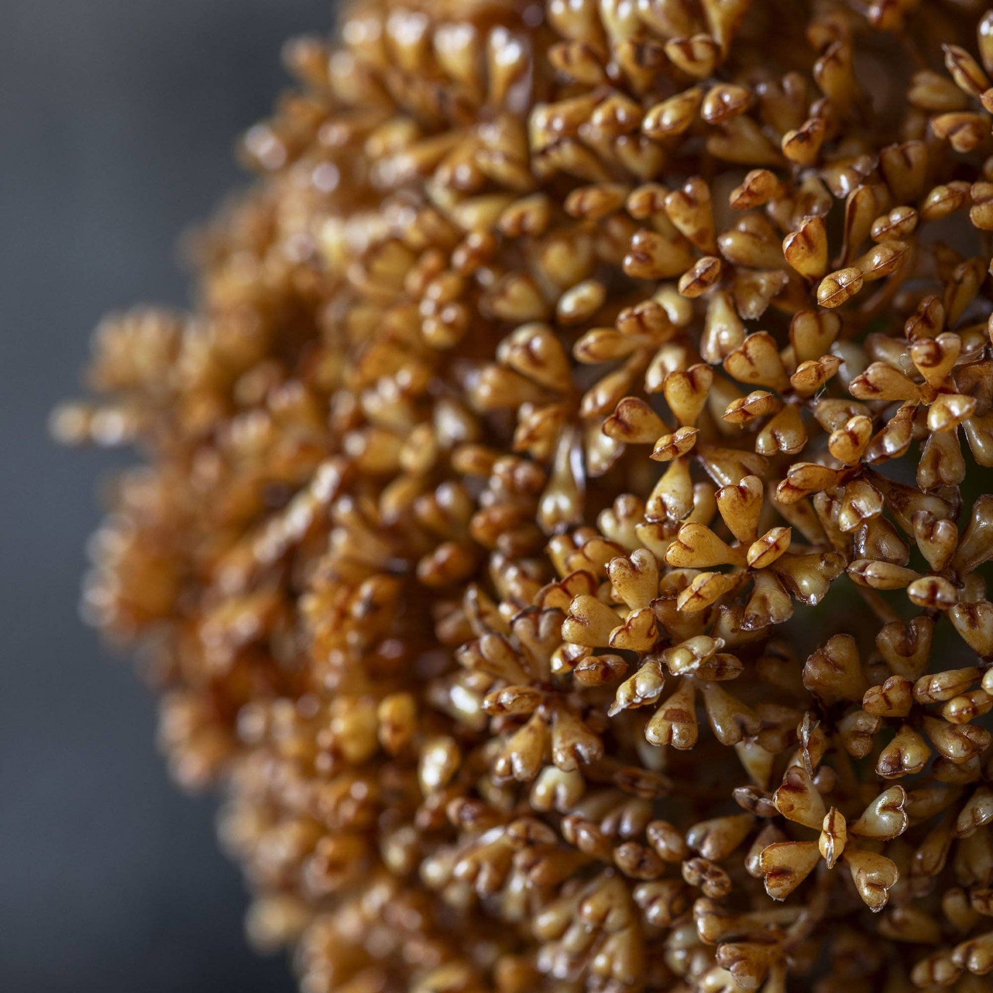 Umber Allium Stem - Design Vintage