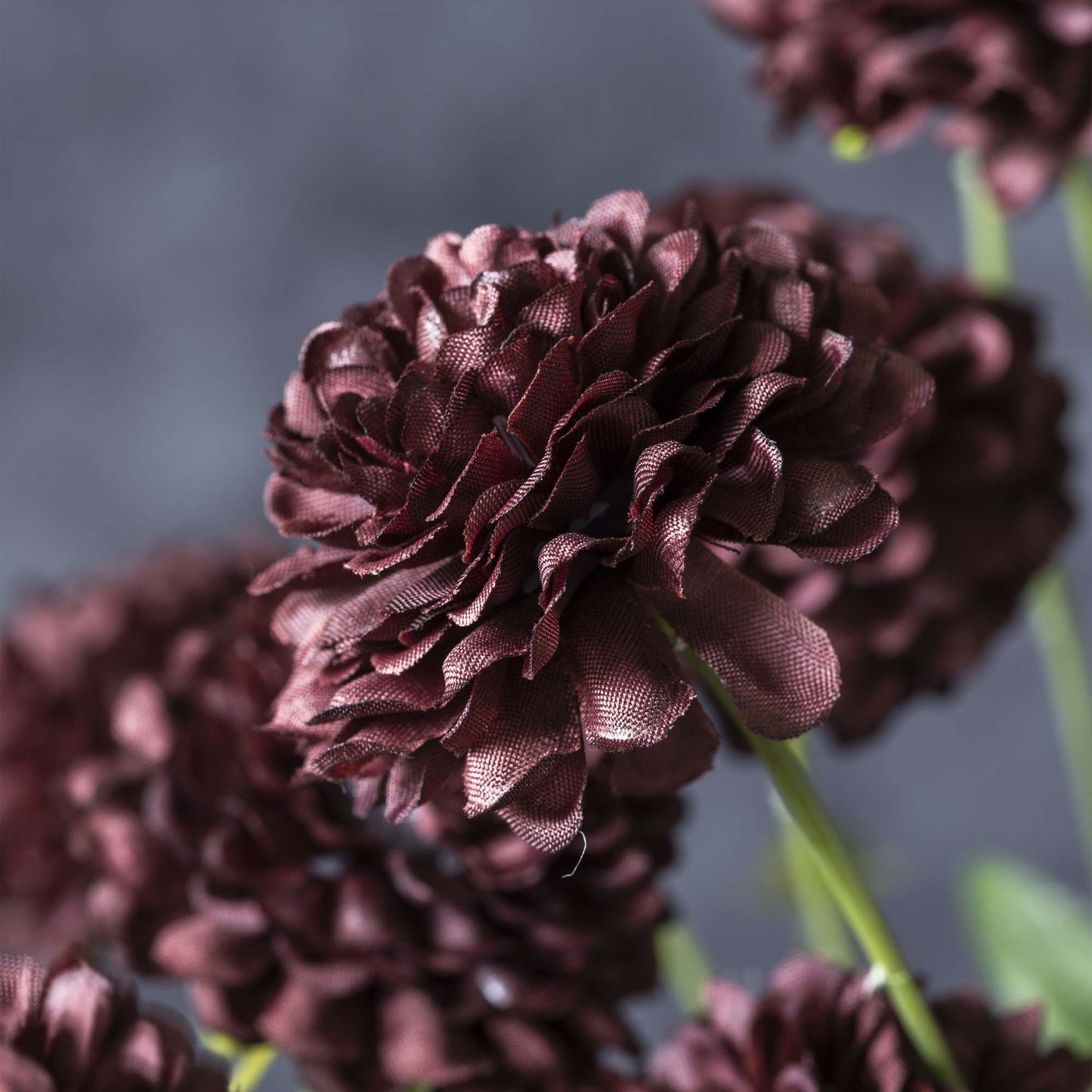 Dark Clove Stem