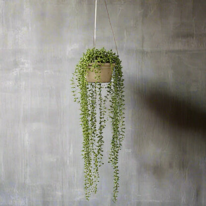 hanging planter for string of pearls Faux String of Pearls Plant | Design Vintage