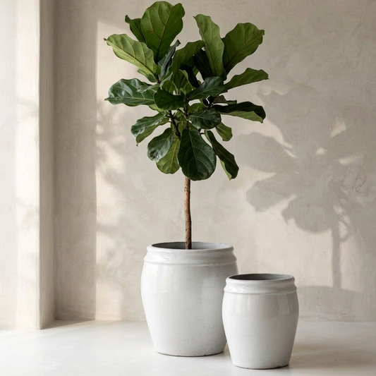 Set of XL White Glazed Planters